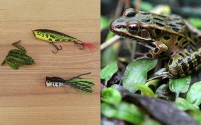 5 Frog Species and How to Fish Them