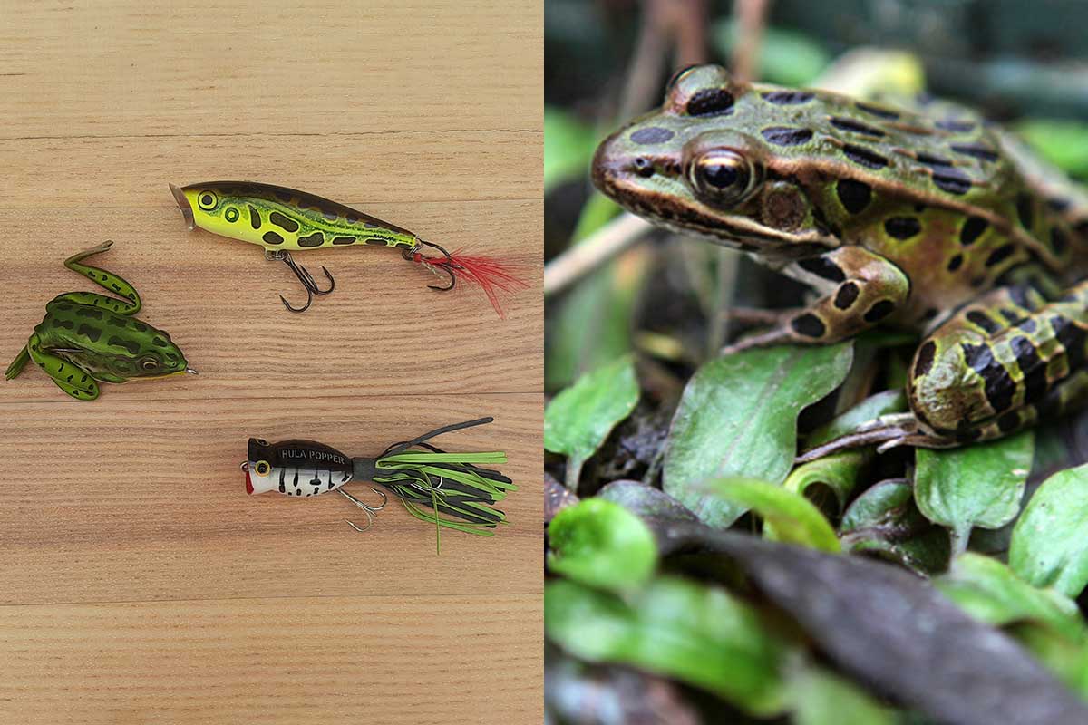 5 Frog Species and How to Fish Them - Outdoor Enthusiast Lifestyle Magazine