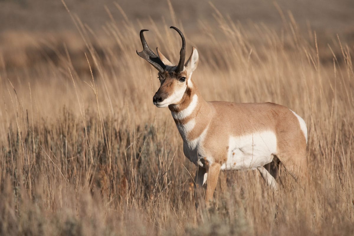 6 Best Pronghorn Antelope Hunting States Outdoor Enthusiast Lifestyle