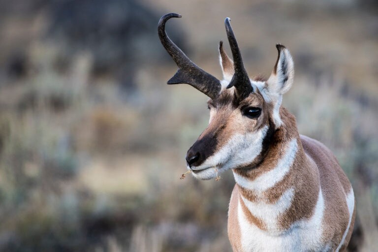 6 Best Pronghorn Antelope Hunting States Outdoor Enthusiast Lifestyle