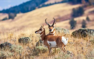 6 Best Pronghorn Antelope Hunting States