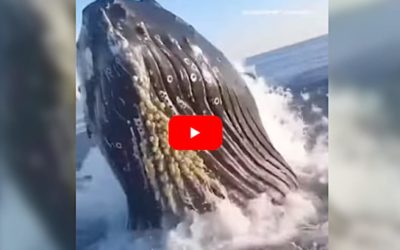 Breaching Whale Nearly Lands Inside Surprised Fishing Boat