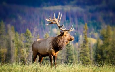 Elk Size: How Big Can They Get, and How Much Meat Do They Yield?