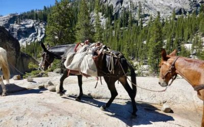 How to Pack Out an Elk With Horses