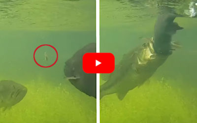 Largemouth and Smallmouth Battle Over Same Bait in Wild Video