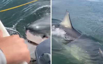 Massive Great White Shark Attempts to Bite Boat