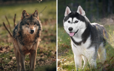 Montana Woman Cited for Animal Cruelty After Mistaking a Husky for a Wolf and Shooting It