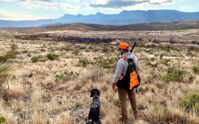 Plan a Quail Hunt With an Outfitter First, Then a DIY Trip Second