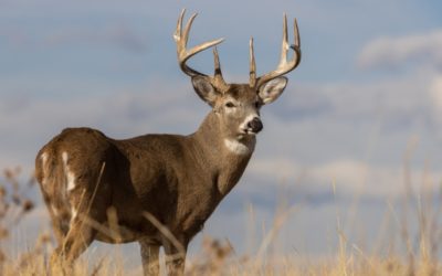 Timing the Rut: The Things to Look for in This Crucial Time of Year