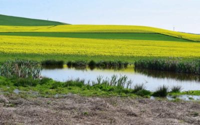 Turn Your Pond Into a Duck Honey Hole