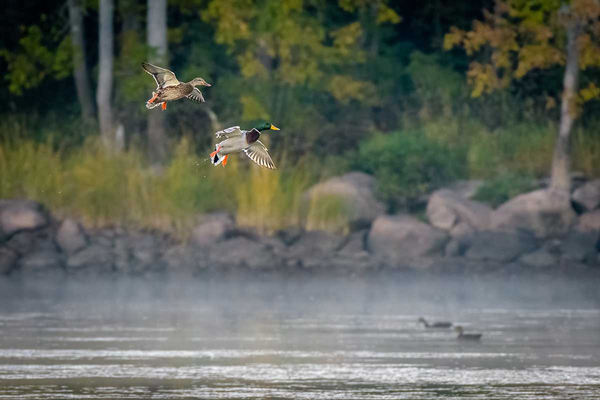 What is the USFWS Waterfowl Population Survey? Outdoor Enthusiast