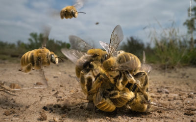 Wildlife Photographer Of The Year 2022 Winners Have Been Announced