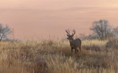 5 Mistakes to Avoid When Calling Rutting Deer