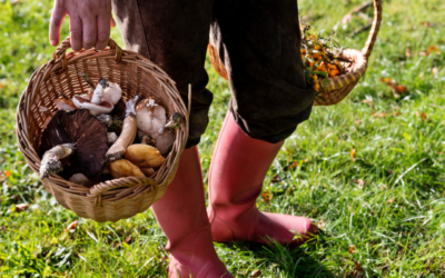 7 Foraging Books Every Forager Should Read