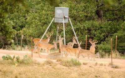 Baiting for Deer: Why Many States Have Banned the Practice, and More May Follow