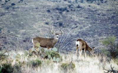 Bowhunting in Southern Arizona: How to Tag a Rutting Buck in the Late Season