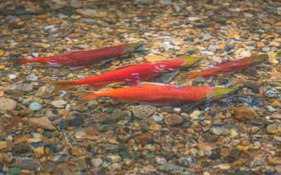 Catching Running Kokanee Salmon on a Fly Rod in Colorado