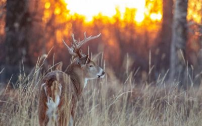 Common Deer Hunting Beliefs That I’ve Seen Proved Wrong With My Own Eyes