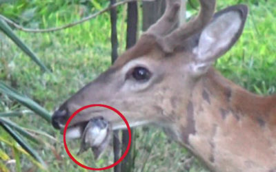 Do Deer Eat Meat? Examining This Strange Phenomenon