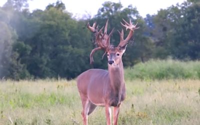 Early Season Bowhunt Nets Giant Kentucky Non-Typical Buck