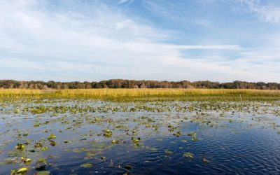 Fall Frogs: How To Fish Heavily Coated Grass Mats When Temps Drop