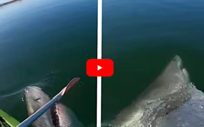 Great White Shark Takes a Swipe at Kayaker’s Paddle