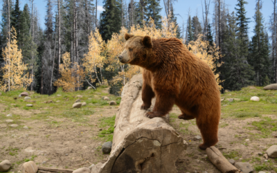 Here’s Where It’s Legal to Hunt Grizzly Bears