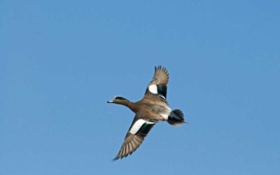 How Old is an Old Duck? The Typical Lifespans of Waterfowl Species