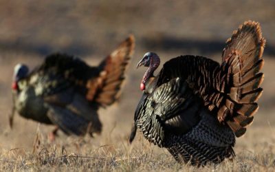 How to Find Success Fall Turkey Hunting