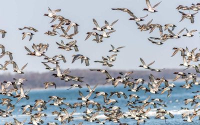 Is Climate Change Affecting the Duck Migration?