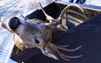 Michigan Deer Reporting is Now Mandatory With Every Harvest