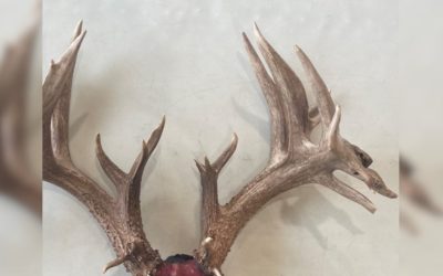 Monster 36-Point Illinois Whitetail Found, Authorities Seeking Leads