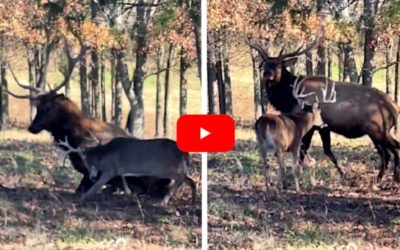 Rutted Up Whitetail Sends Two Bull Elk Running for the Hills