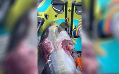 Shark Bites Off Chunks From a Big Tuna as Kayak Angler Reels it In