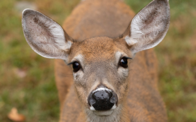 Simulate Deer Vision With Goggles To Hunt Better