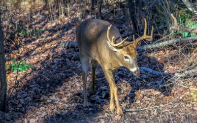 Synthetic vs. Real Doe Urine: Which is Better?