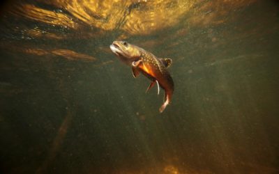 The Definitive Guide to All the Trout in the United States