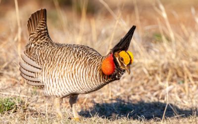 Two Populations of Lesser Prairie-Chicken Re-Added to Endangered Species List