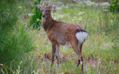 Why Hunting Sika Deer in Maryland Is a Worthwhile Challenge