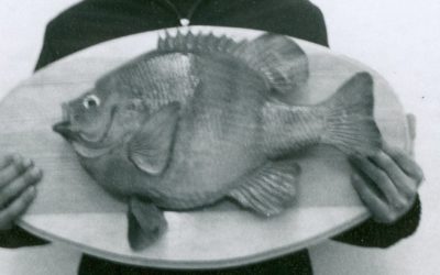 Why The World Record Bluegill May Never Be Topped