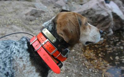 4 Best Hunting Dog Collars