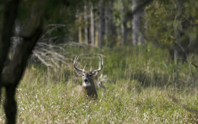 65 Deer Nicknames for Your Favorite Hit-List Buck