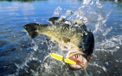 Bass Fishing in Texas: Here’s What You Need to Know