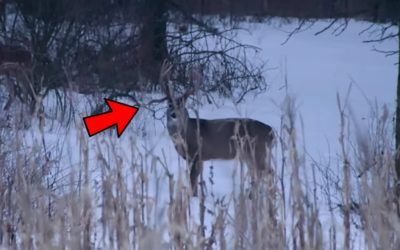 Big Drop-Tine Buck Gets Dropped in Iowa Muzzleloader Hunt