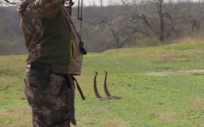 Bowhunter Kills Two Rattlesnakes With One Arrow