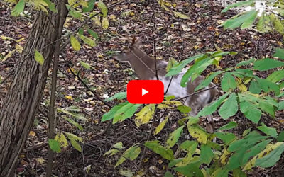 Bowhunter Makes Perfect Shot on Gnarly Piebald Buck in Maryland