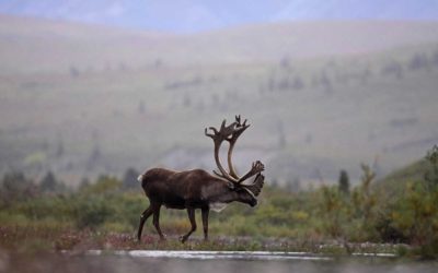 Caribou Hunting 101: When and Where to Do It 