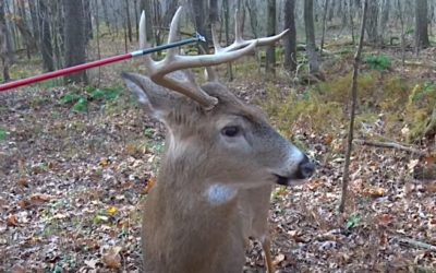 Clueless Whitetail Deer Lets Hunter Poke Him With Arrow