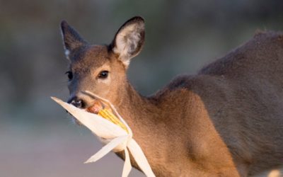 Deer Feeding Times: Figuring Them Out and Using Them to Your Advantage