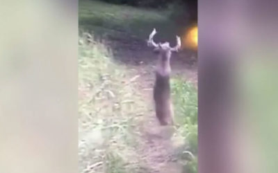 Deer Suffering From CWD Attempts Bizarre Backflip